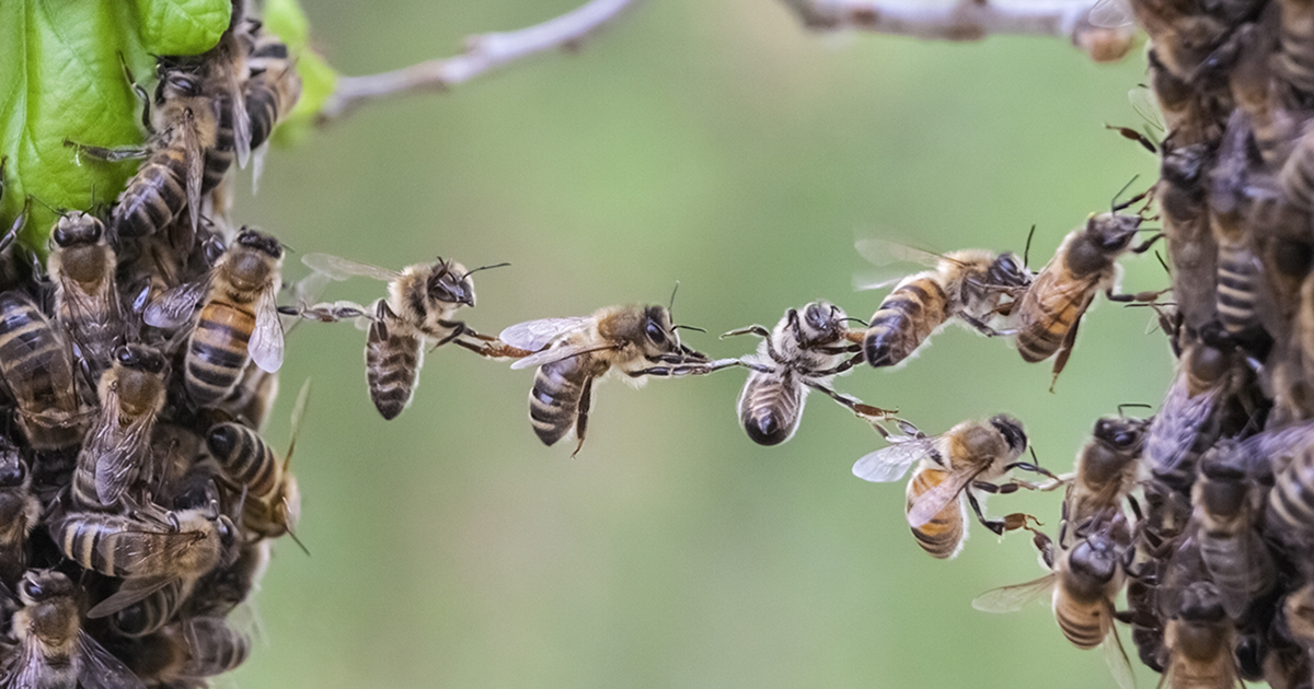 Cooperative Bees